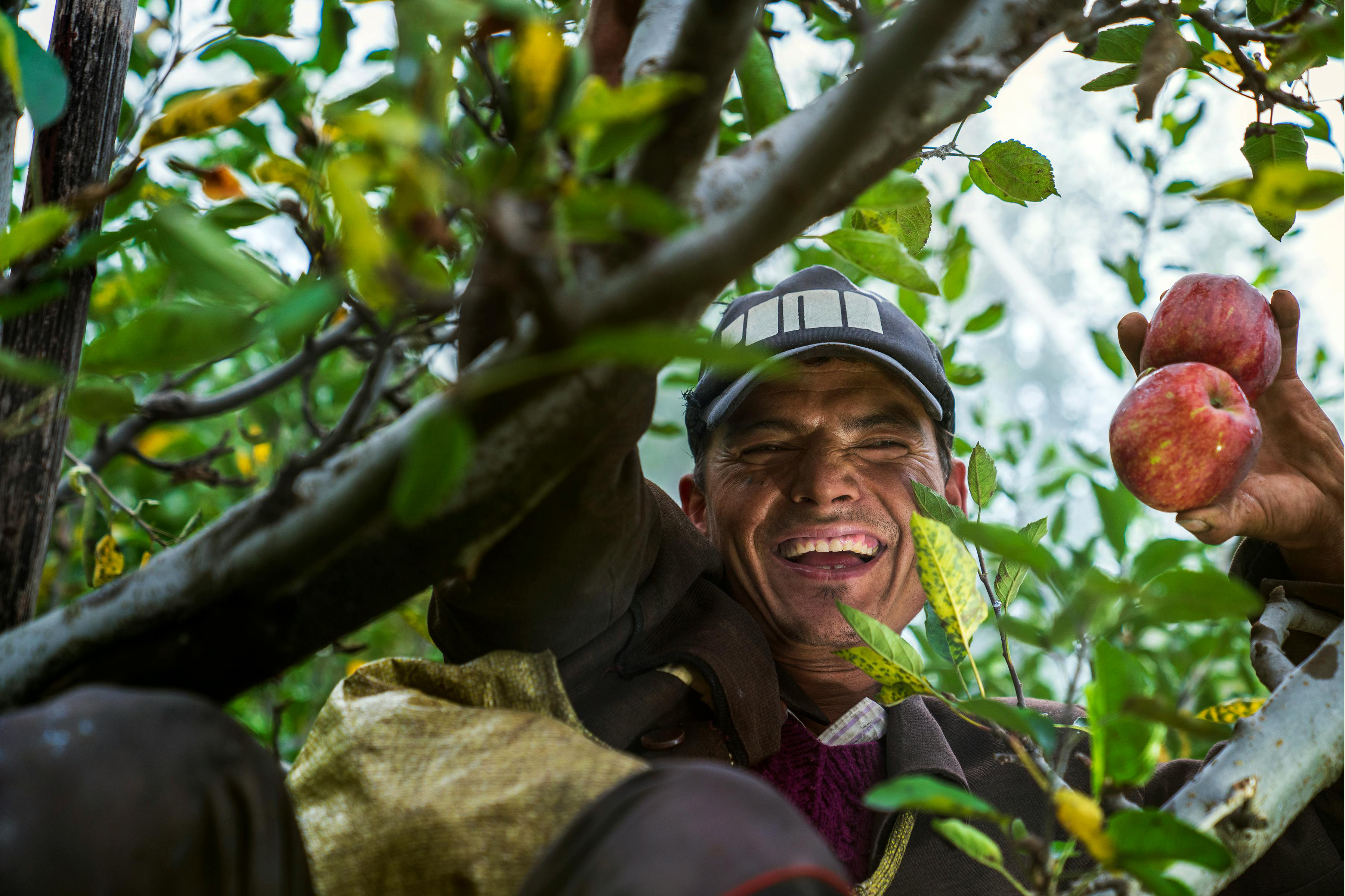 Apple orchard worker
