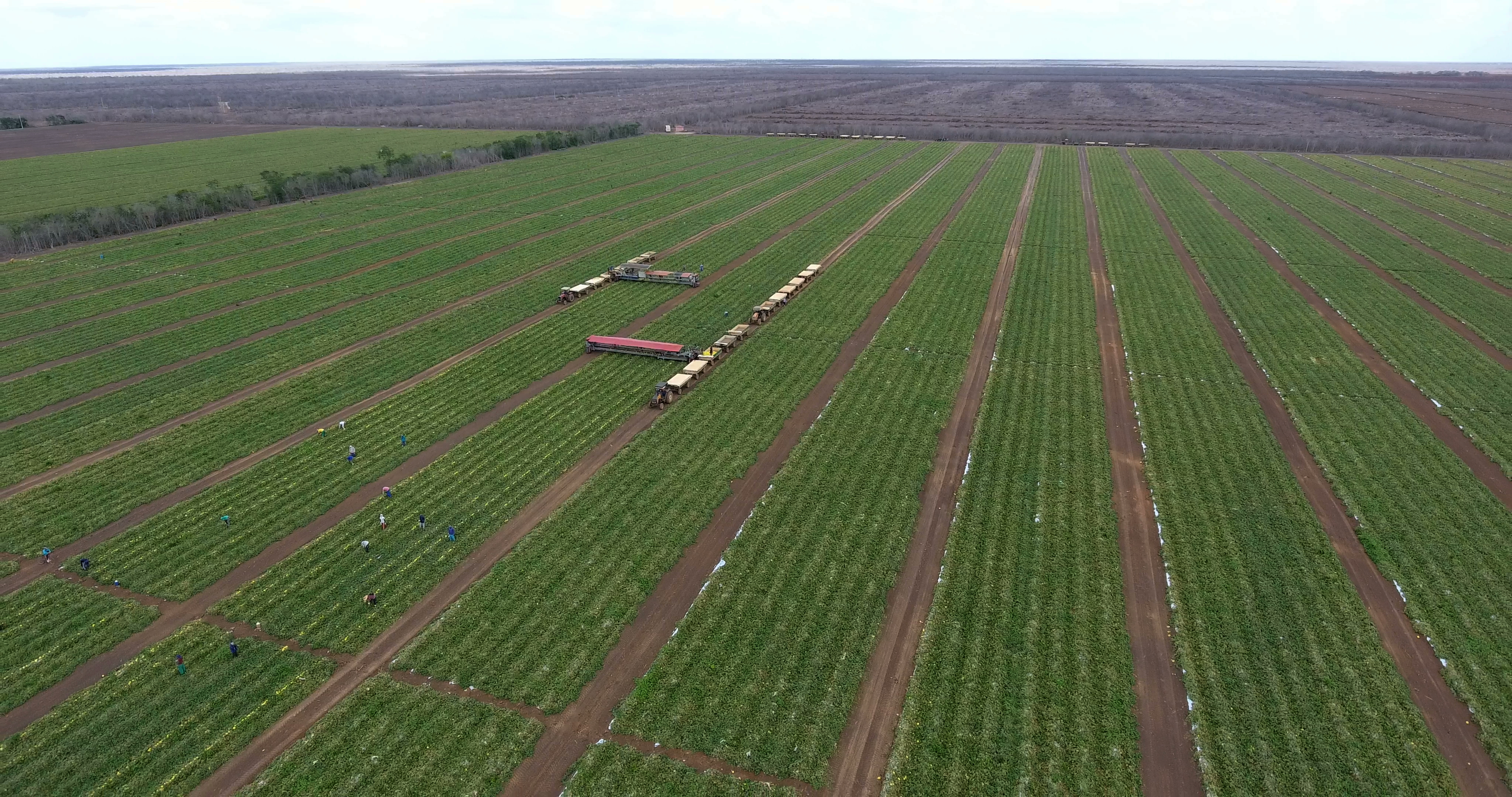 Agrícola Famosa melon fields in Rio Grande do Norte, Brazil