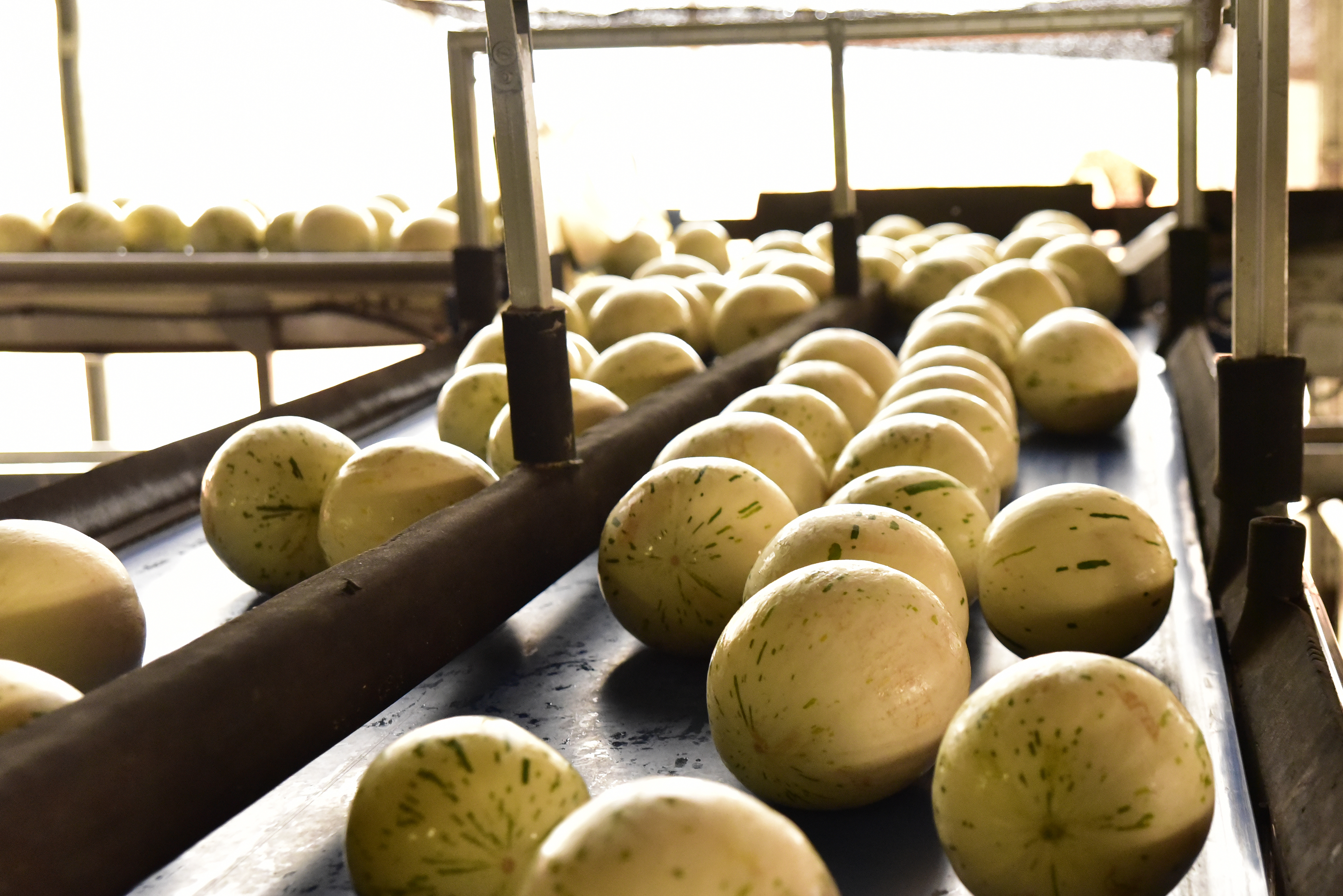 Agrícola Famosa melons on the packing line conveyor