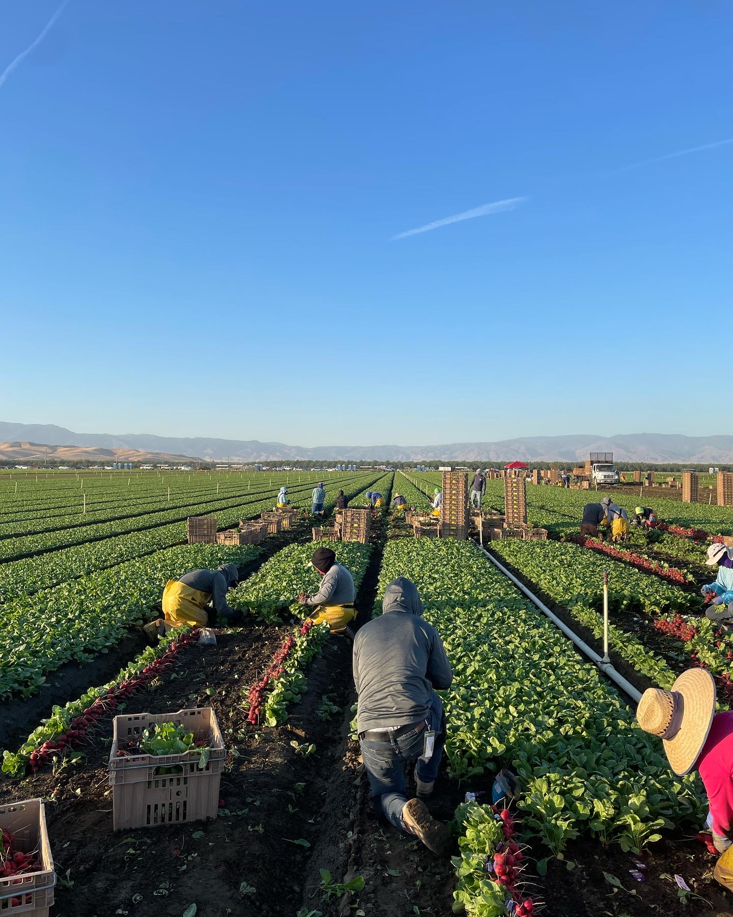 Cal Organic Farms fields