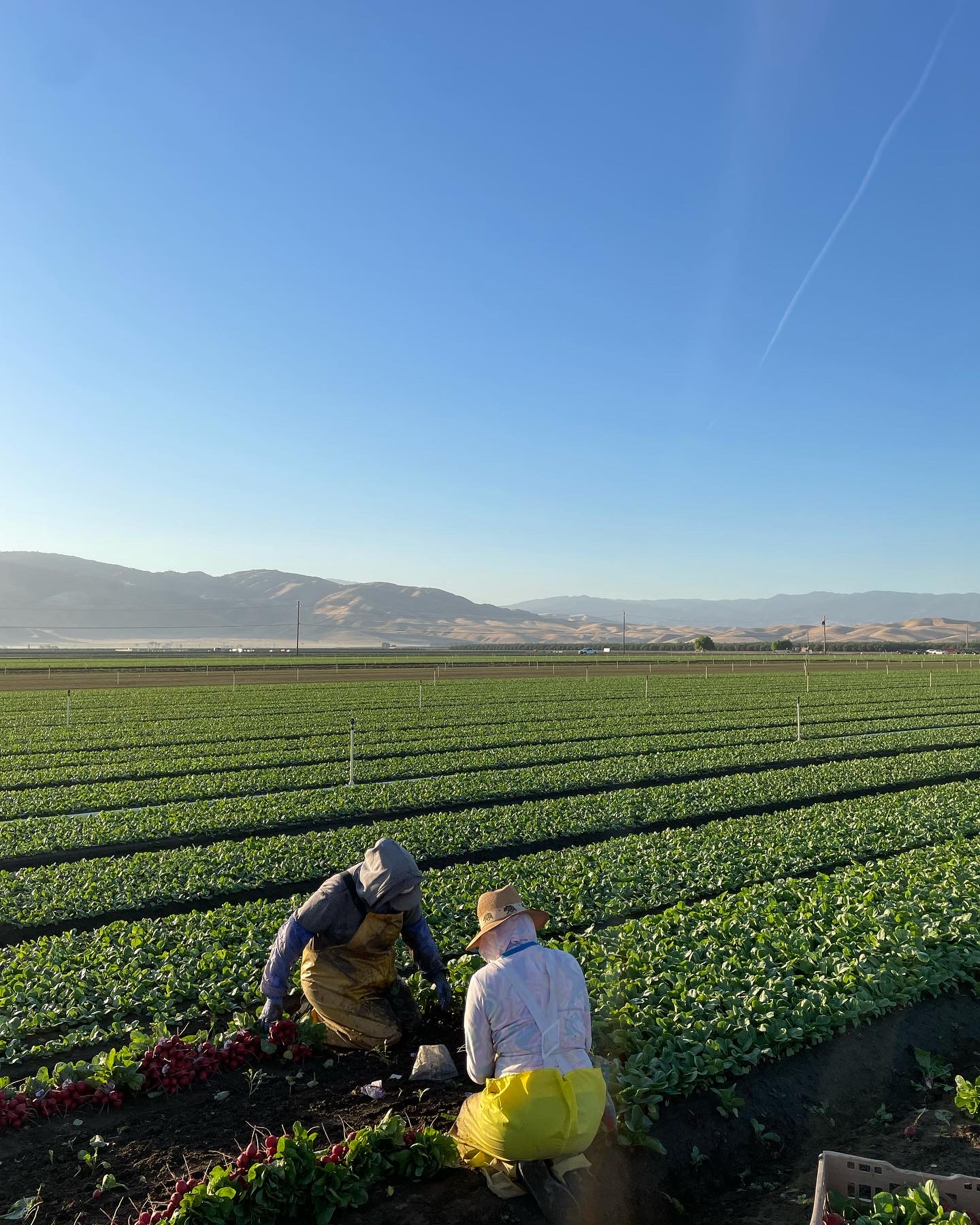 Cal Organic Farms harvest