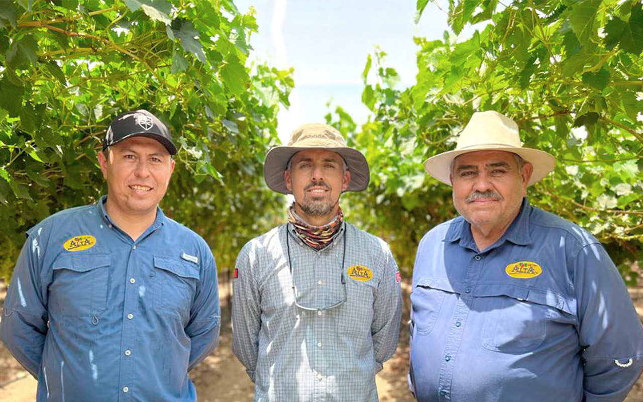 Divine Flavor team in the vineyard, Sonora Mexico