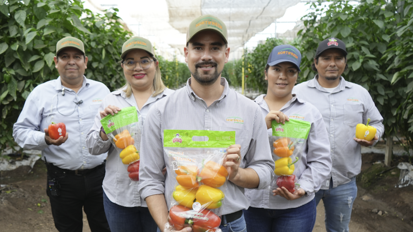 Divine Flavor team with bell peppers in greenhouse