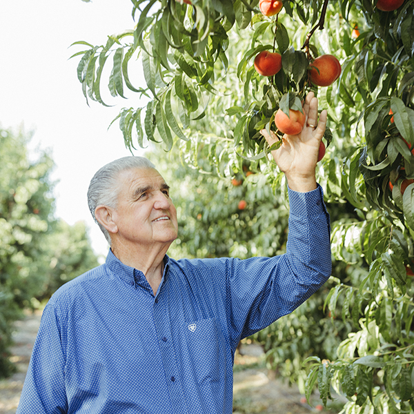 Family Tree Farms