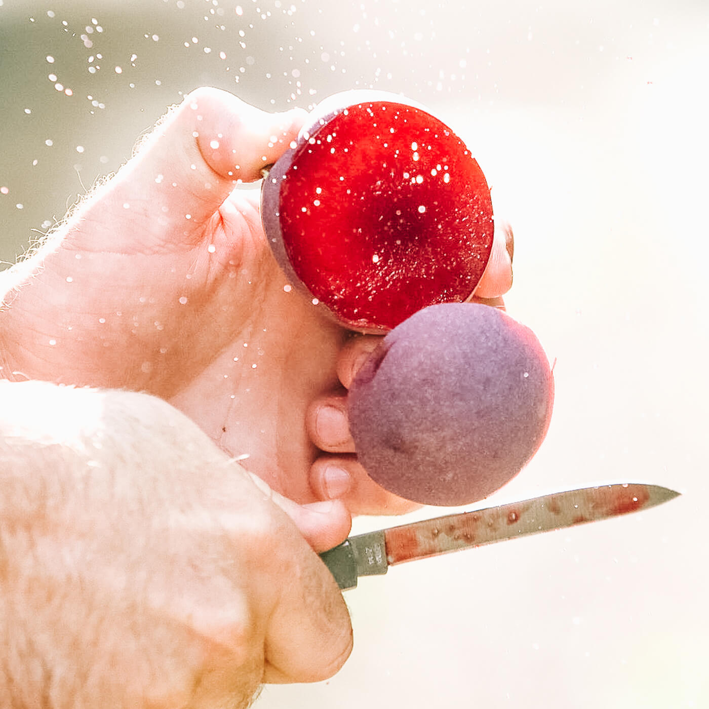 Family Tree Farms pluot