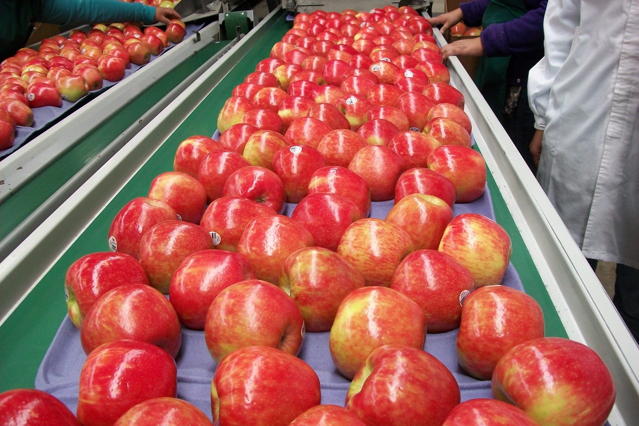 Honeycrisp apples on the packing line — Honeybear Brands