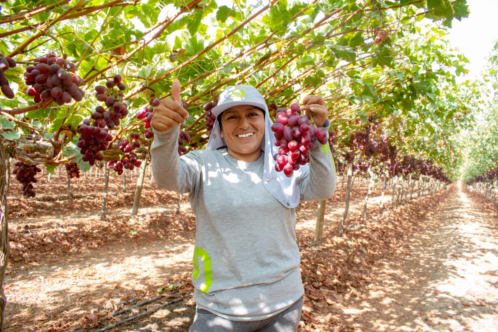Joy Produce field worker holding freshly harvested red grapes in the Ica Valley vineyard