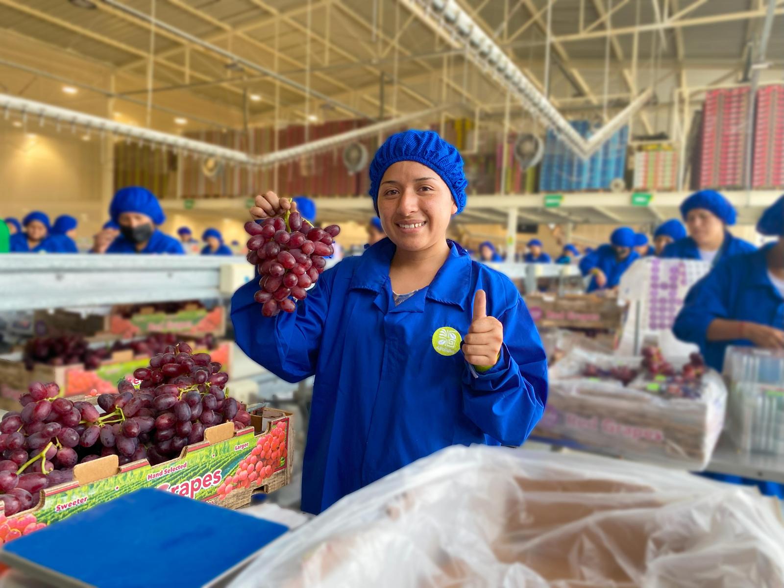Joy Produce packing house worker with red grapes ready for export
