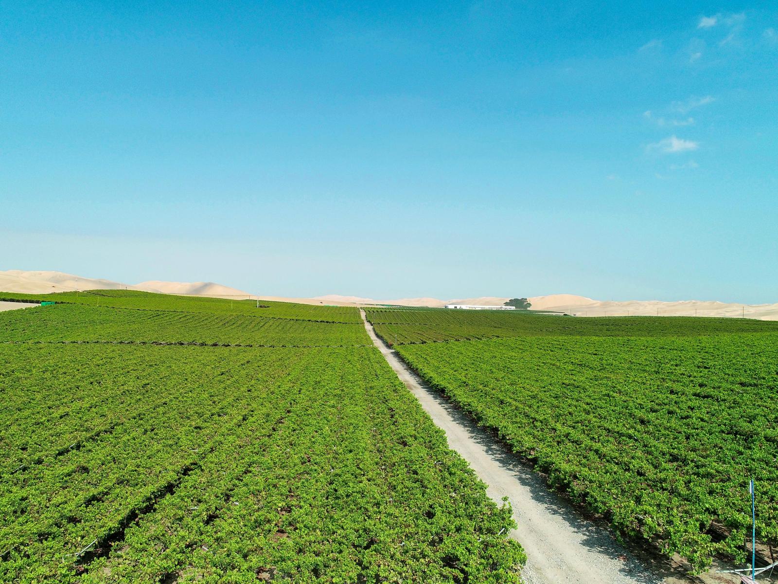Joy Produce vineyard rows in Peru's Ica Valley, sand dunes in the distance