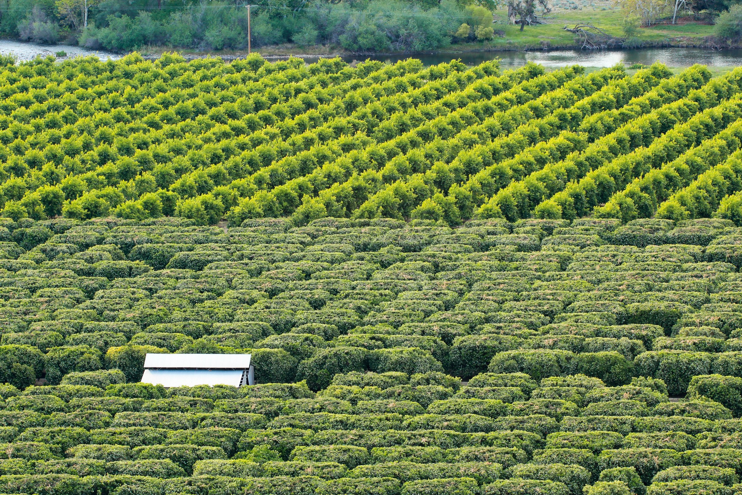 Kings River citrus orchards along the Kings River