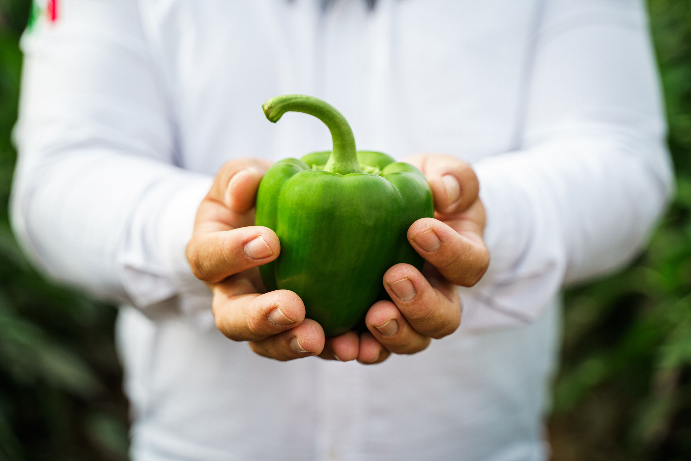 Malena Produce fresh vegetables
