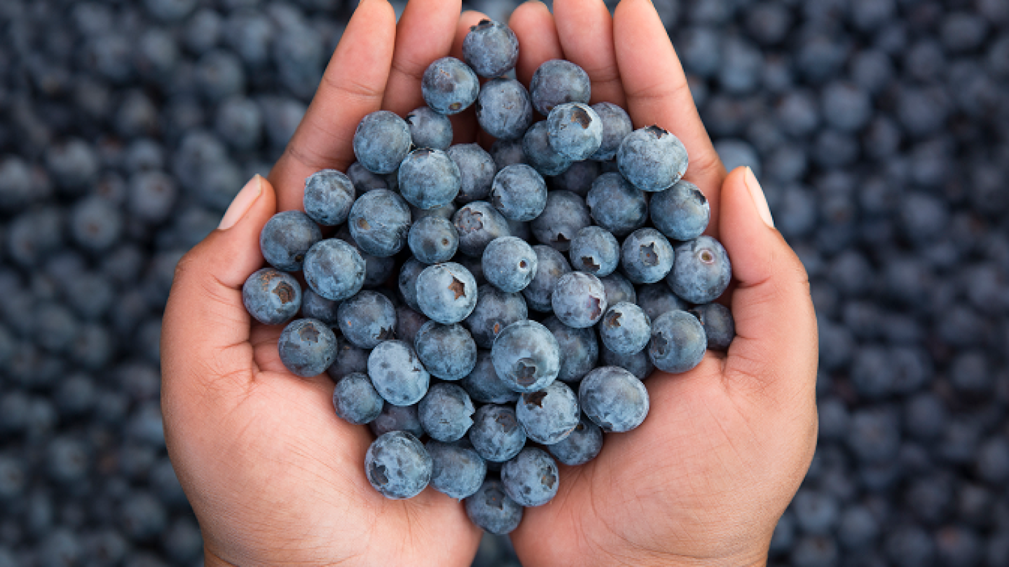 Freshly harvested OzBlu premium blueberries cupped in two hands