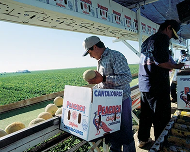 Turlock Fruit Company fields in California's Central Valley