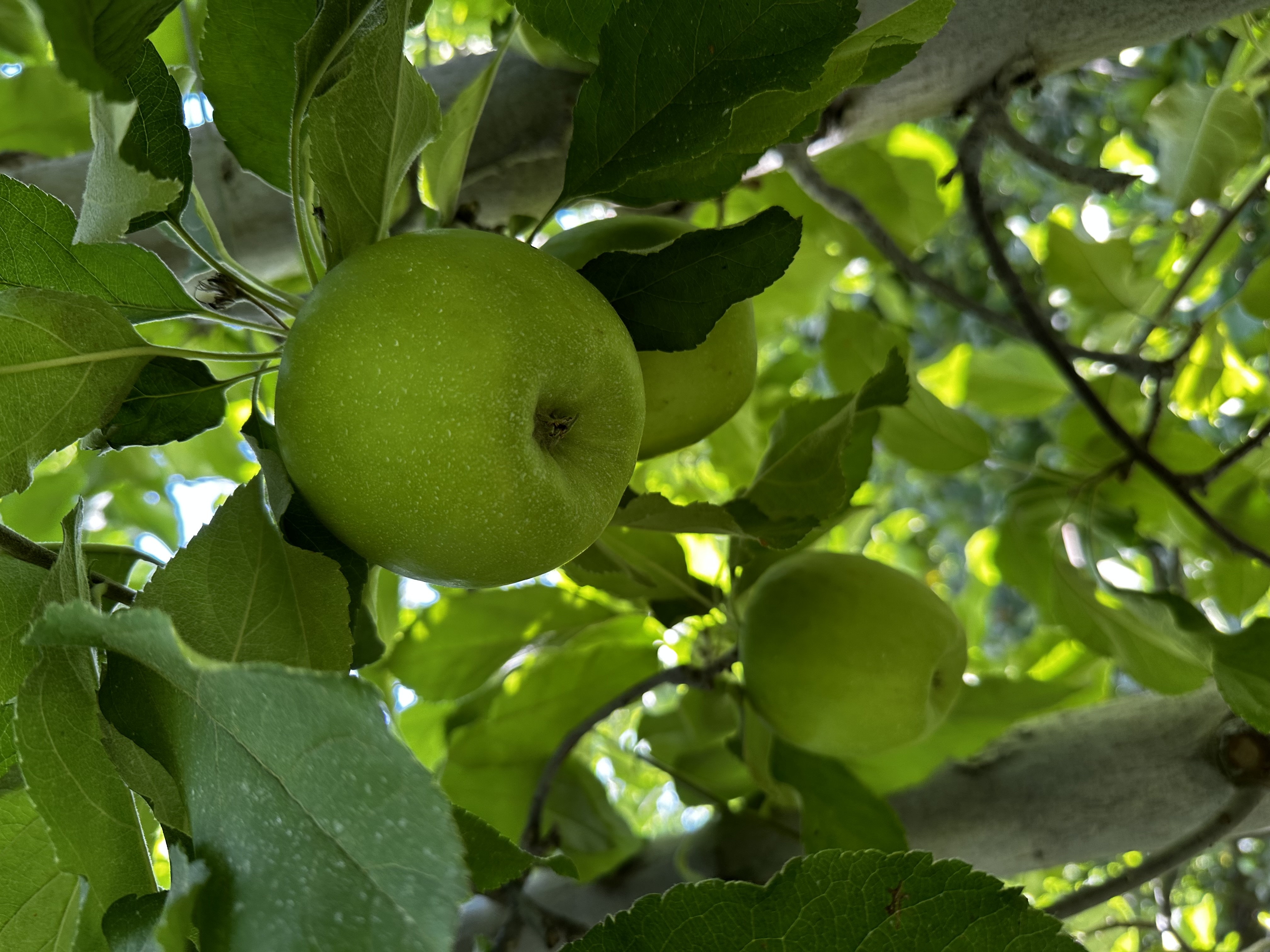 Rainier Fruit